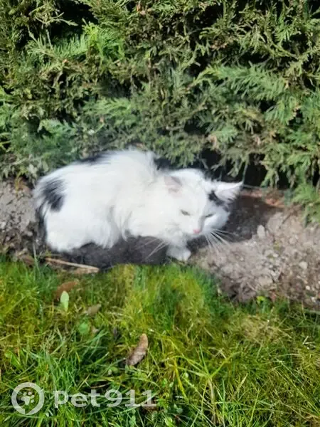 Chat trouvé : blanc/gris, poils mi-longs, Angres - photo