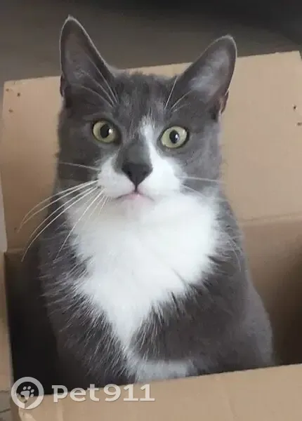 Chat gris foncé perdu, possible camion artisan - photo