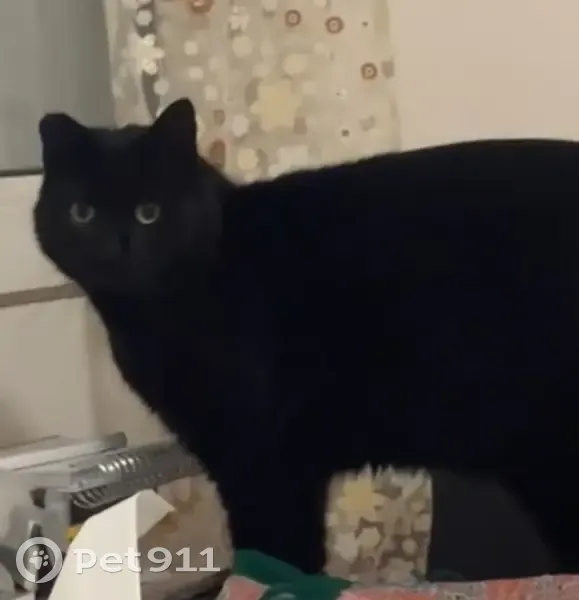 Chat noir trouvé, TAWA, Le Pecq - photo