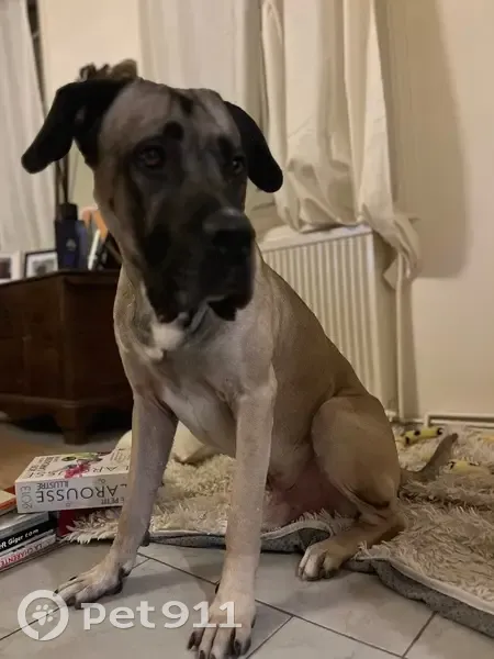 Chien Cane Corso fauve perdu à Écoyeux - photo
