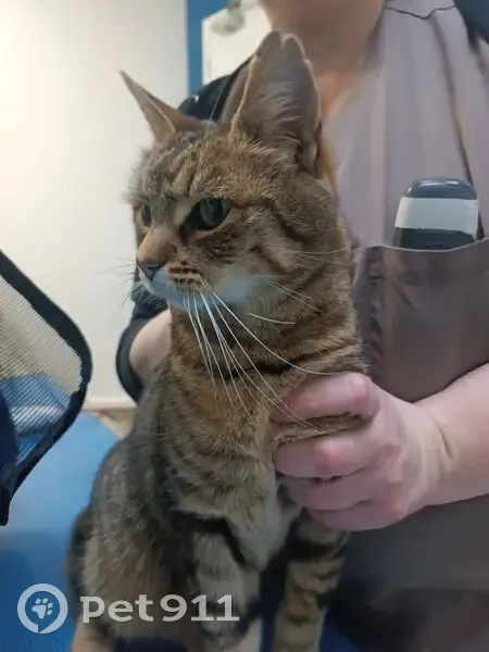 Chatte tigrée trouvée à Crécy-la-Chapelle - photo