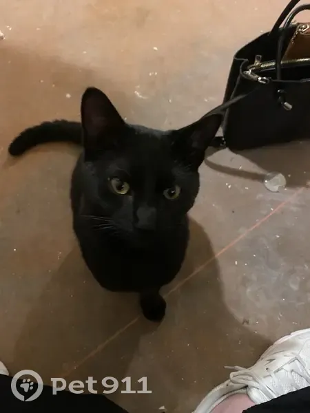 Chat noir mâle trouvé près métro Rennes - photo