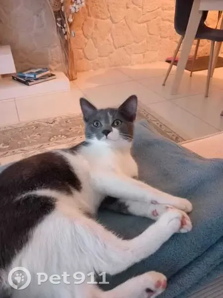 Chat disparu à Garches : mâle gris et blanc - photo
