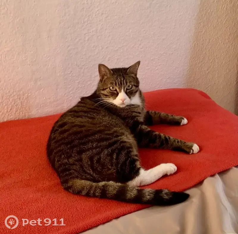Chat handicapé disparu à Niort - photo