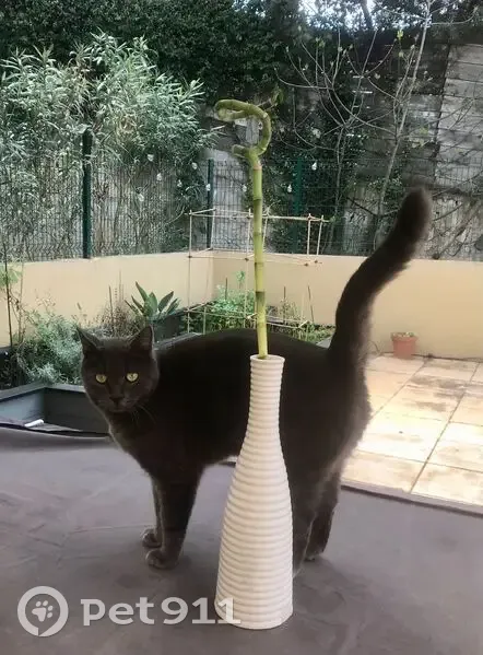 Chat gris européen perdu à Grasse - photo