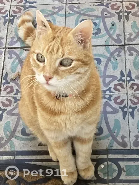 Chat trouvé Rue Labottière, Bordeaux - photo