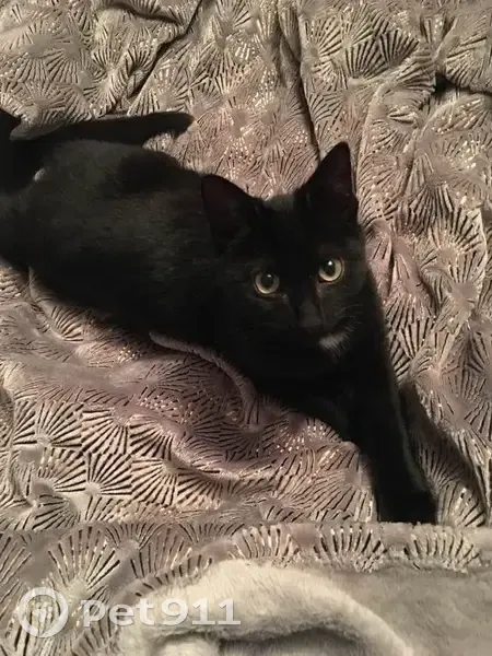 Chanel, chat noir perdu à Guérande - photo