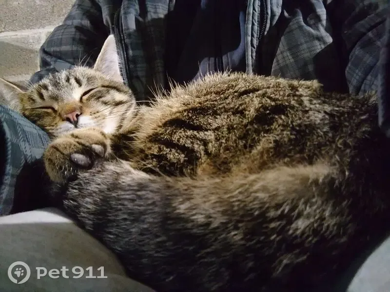 Chat tigré mâle trouvé à Saint-Jean-de-Daye - photo