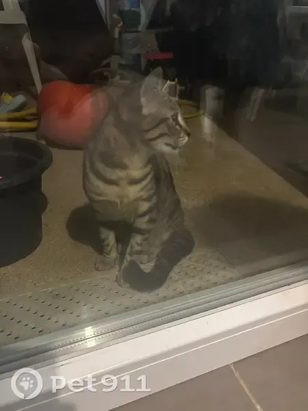 Minette stérilisée trouvée à Besançon - photo