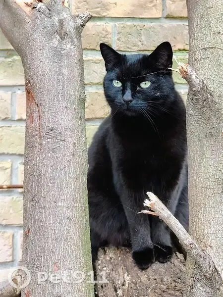 Chat perdu à Abscon, Hauts-de-France - photo