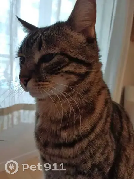 Biscotte, chat écailles perdu à Cagnes-sur-Mer - photo