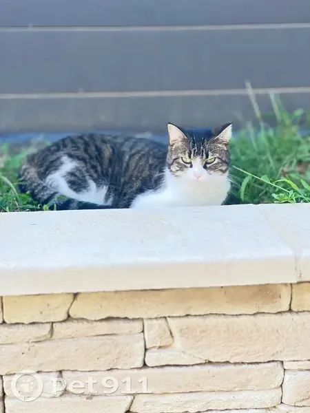 Chatte tigrée-blanche disparue à Rillieux - photo