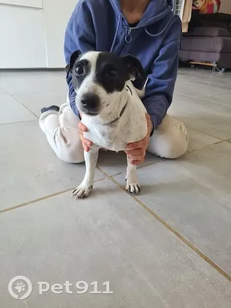 Chienne Jack Russel trouvée à Montseveroux - photo