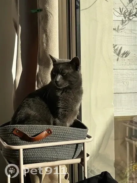 Chat gris type chartreux perdu à Lapugnoy - photo