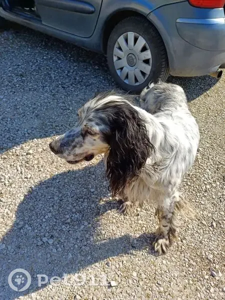 Setter blanc trouvé à La Brousse - photo