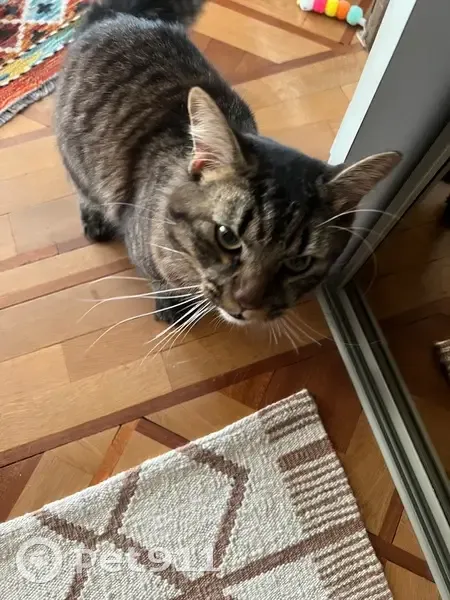 Chat tombé du toit sur mon balcon à Nice - photo