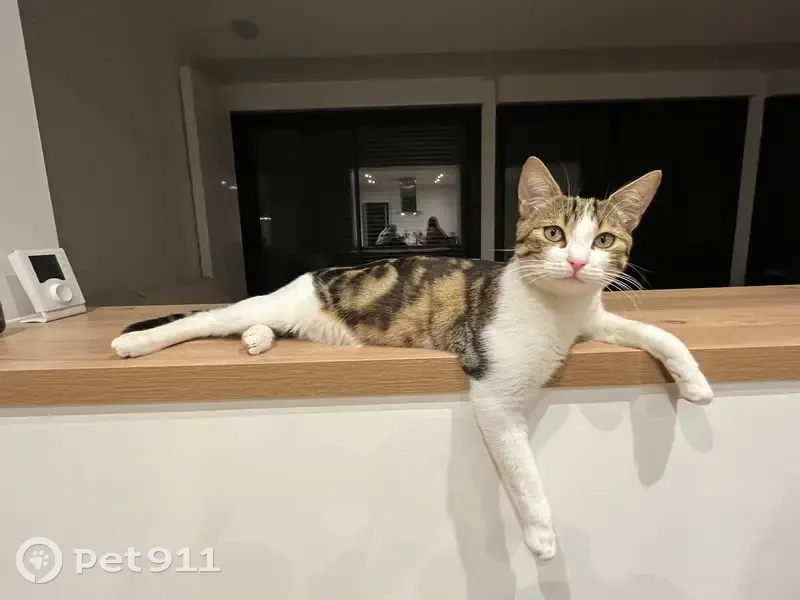 Chat perdu : Milo, rue Albert Laurenson - photo