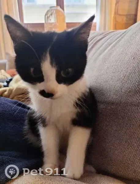 Chatte noire et blanche perdue à Lyon - photo