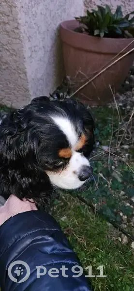 Chien Cavalier King Charles trouvé à Grigny - photo