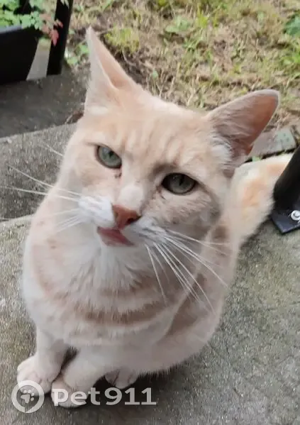 Chat mâle roux trouvé, calme et sans foyer - photo