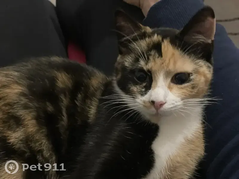 Chatte tricolore 6 mois perdue Bouguenais - photo