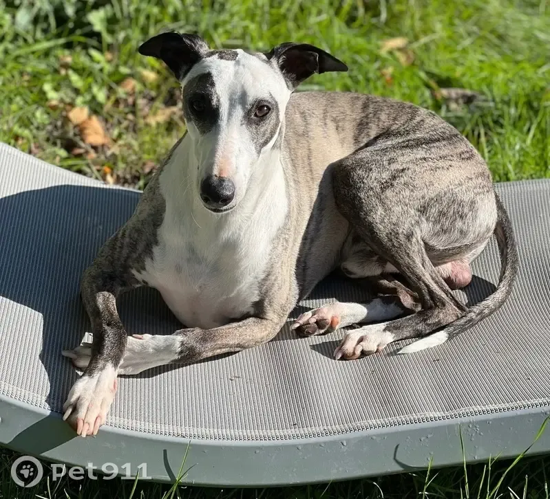 Chien perdu près des conteneurs à verre - photo