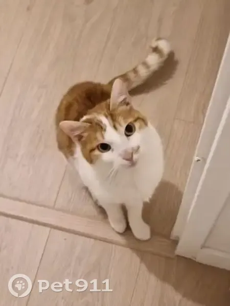 Chat roux et blanc perdu à Antony - photo