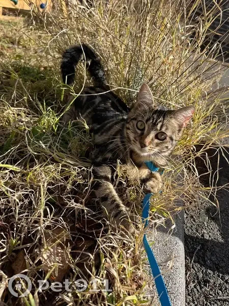Willow, chat tigré 8 mois perdu à Varennes - photo