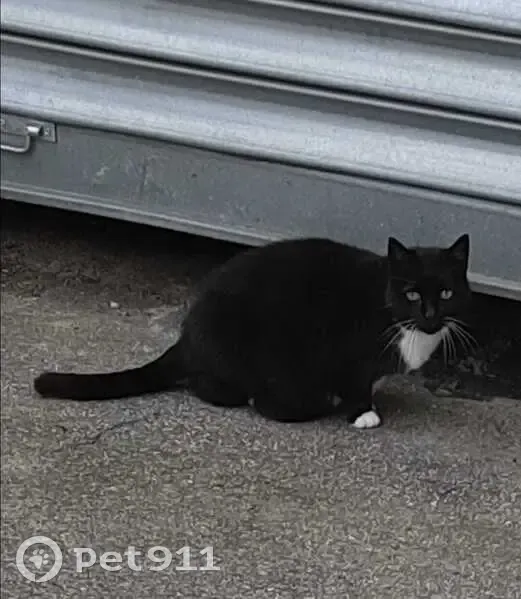 Chat apeuré à Fontenay-aux-Roses : aide requise - photo