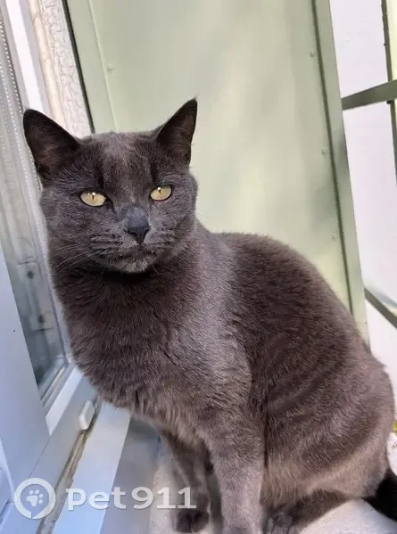 Chat gris disparu à Valence, rue Chorier - photo
