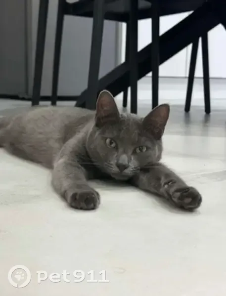 Chat gris perdu à Roanne, puce Saika - photo