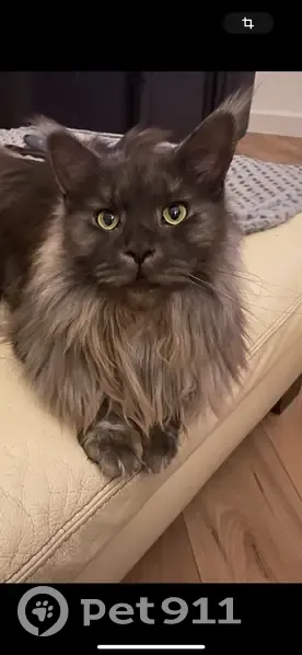 Maine Coon 3 ans disparue à Cagnac-les-Mines - photo