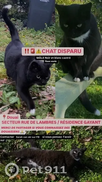 Chat noir et blanc perdu à Douai (Rue de Lambres) - photo