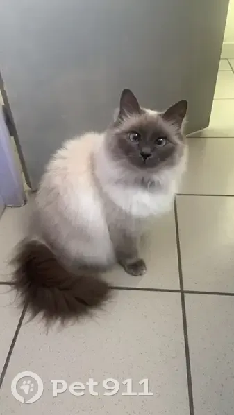 Chatte sacrée de Birmanie perdue à Douai - photo