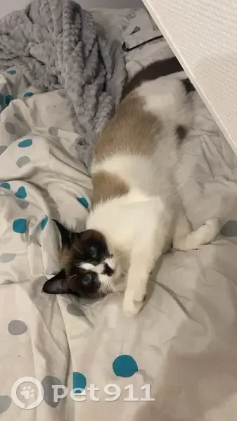 Flocon, chat craintif disparu à Dijon - photo