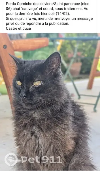 Chat noir sourd disparu à Nice, 14-15 fév. - photo