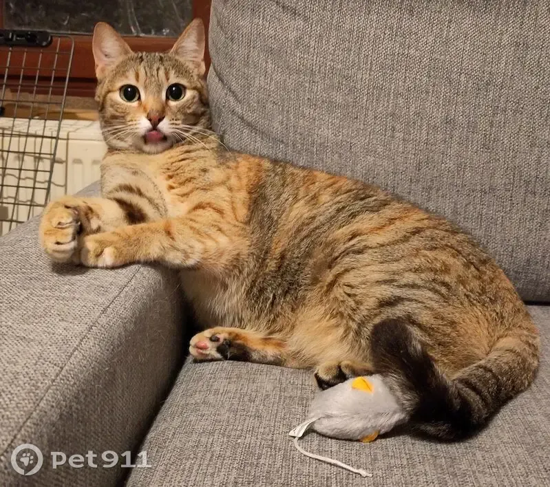 Chatte tigrée perdue à Montigny-sur-Loing - photo