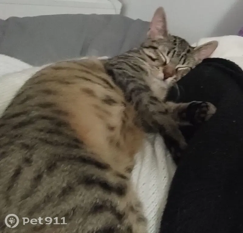 Chaton gris tigré perdu à Noisy-le-Grand - photo
