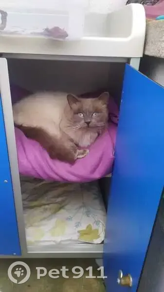 Chat mâle beige et gris perdu à Plancoët - photo