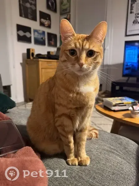 Jeune chatte rousse perdue à Amiens - photo