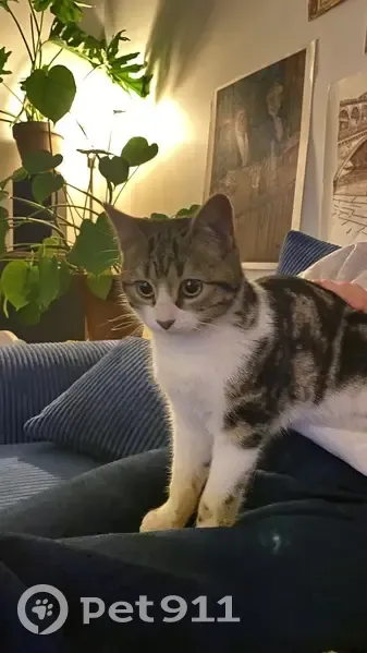 Chaton trouvé Rue de Paris, Les Lilas - photo