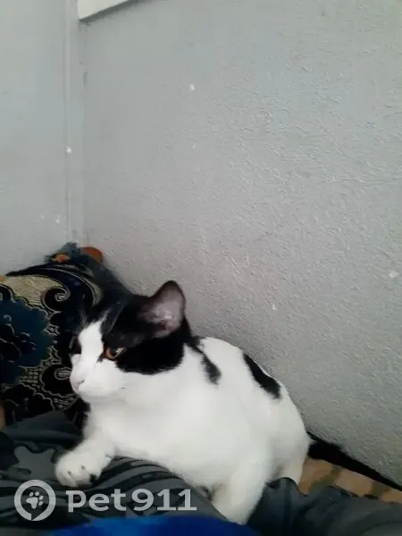 Chat mâle blanc/noir disparu à Grasse - photo