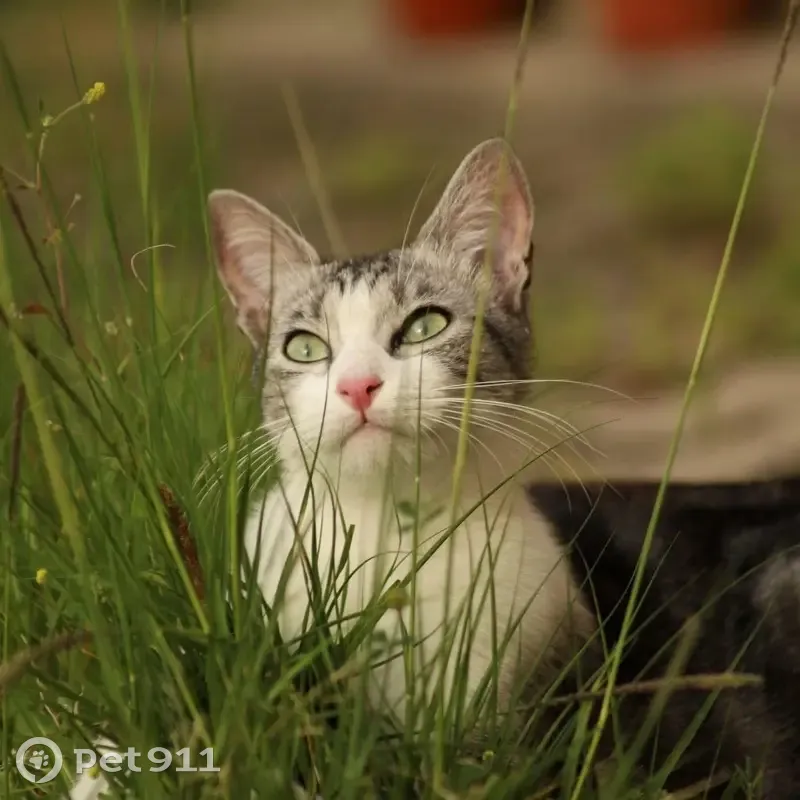 Chat perdu, pucé, stérilisé à Vayres - photo