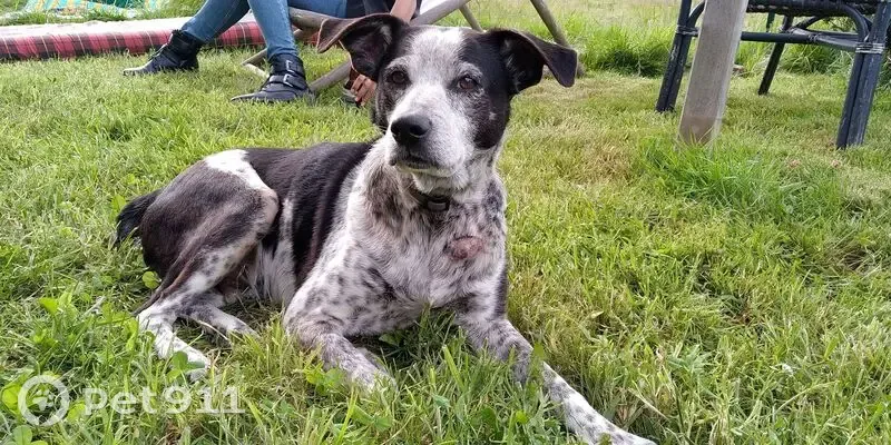 Chien noir et blanc perdu, Gadjo, 18 ans - photo