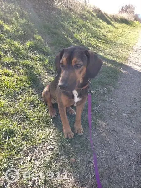 Jeune chienne trouvée à Digne-les-Bains - photo