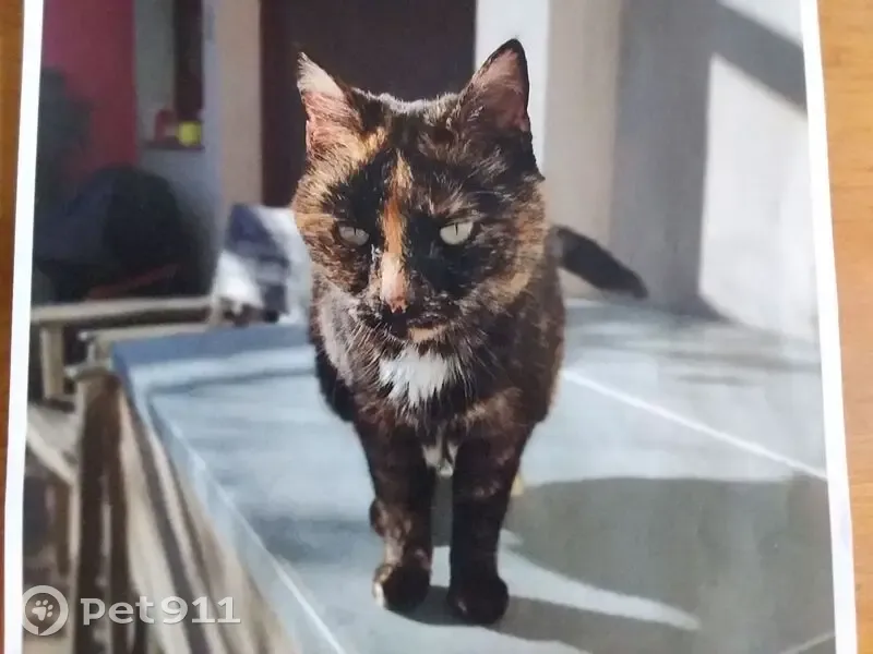 Chatte écaillée perdue à Perpignan - photo