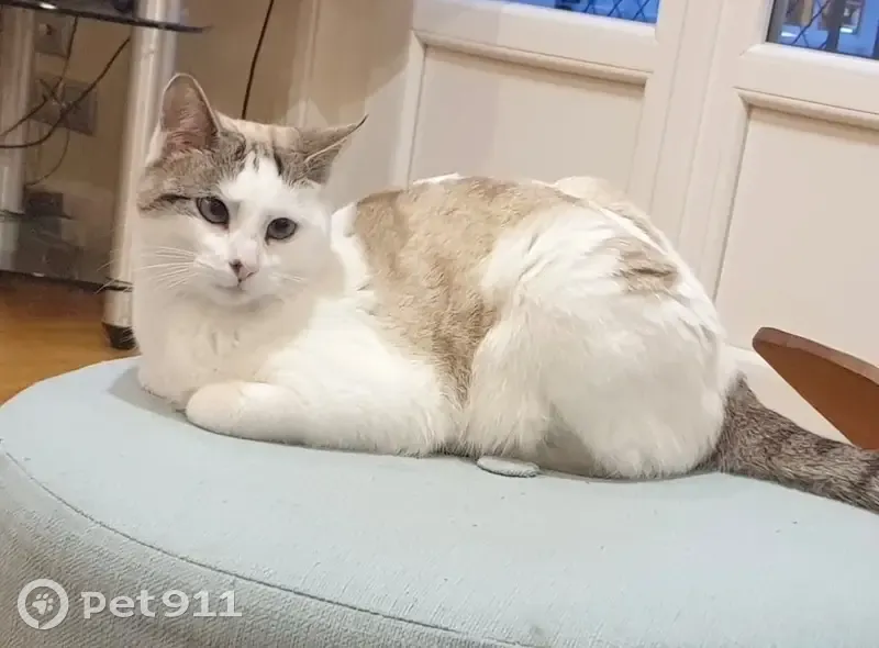 Chatte perdue à Royan, yeux bleus louchants - photo
