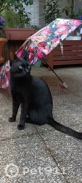 Chat noir 