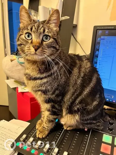 Chatte Zoé disparue à Plaisir - photo