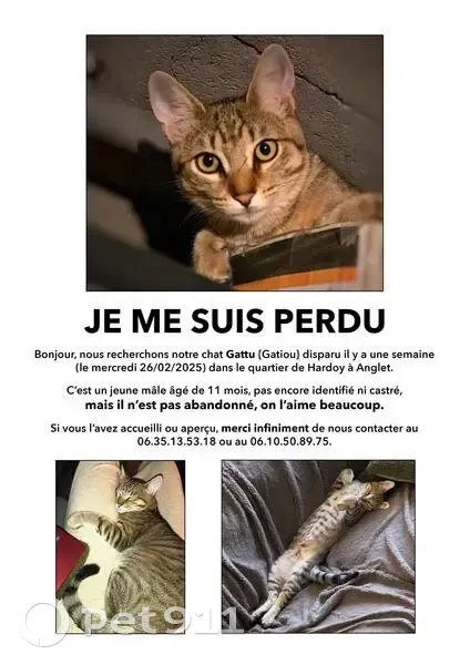Chat tigré disparu à Anglet - photo
